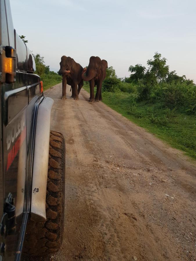 达瓦拉维 大象围栏旅行服务旅馆酒店 外观 照片